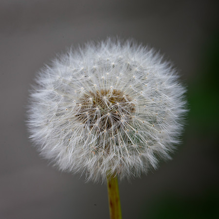 Wishes.