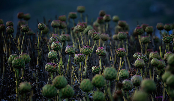 Rise Of The Artichokes.