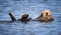 California Sea Otter