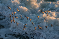 Willets In Flight