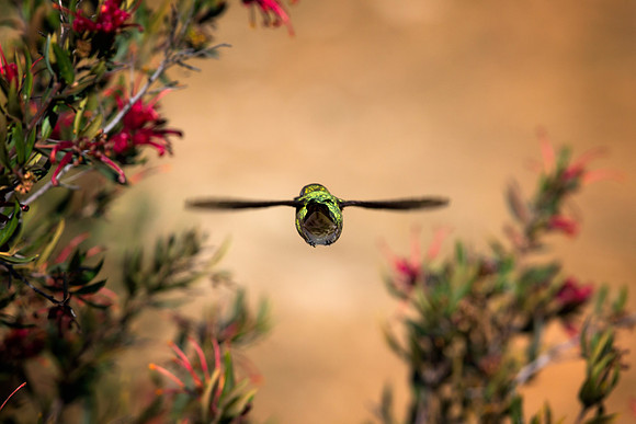 Anna In Flight