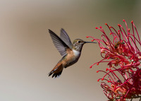 The Bird And The Bee
