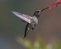 Ann's In Flight