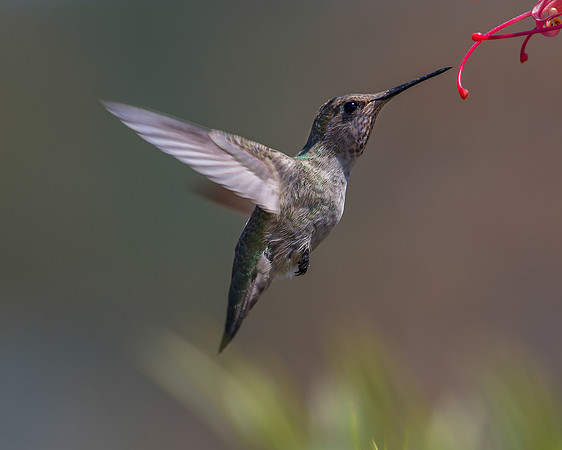 Ann's In Flight