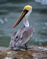Portrait of a Pelican