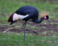 Black Crowned Crane