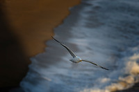 The Seagull