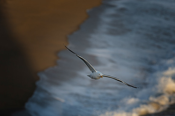The Seagull