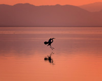Heron Landing.