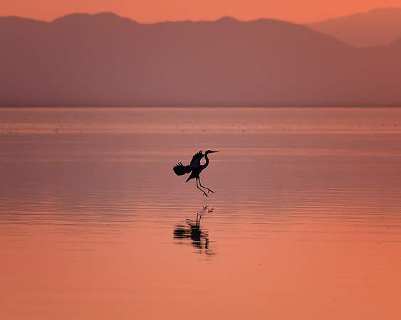 Heron Landing.