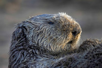 Sea Otter, California