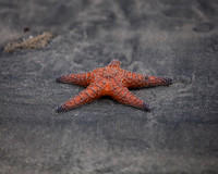 Humble Starfish