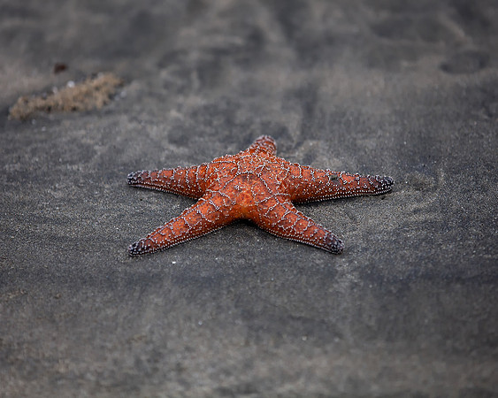 Humble Starfish