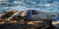 Harbor Seals