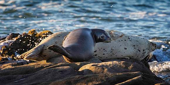 Harbor Seals