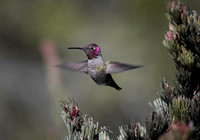 Anna's Hummingbird