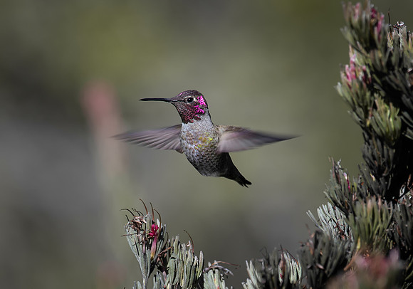 Anna's Hummingbird