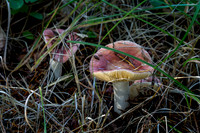 The Forest Floor