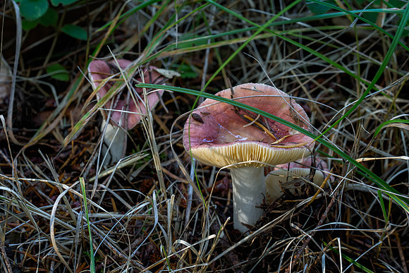 The Forest Floor