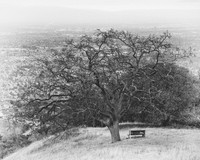 The Bench.