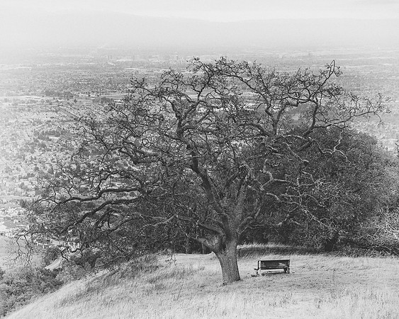 The Bench.