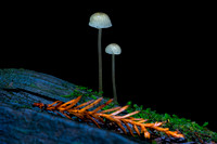 Tiny Jewels