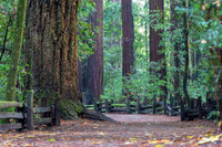 The Path.