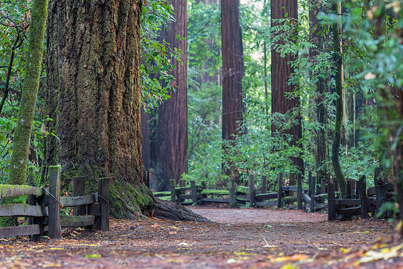 The Path.
