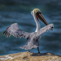 Portrait of a Pelican 2
