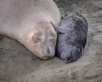 A Mothers Love