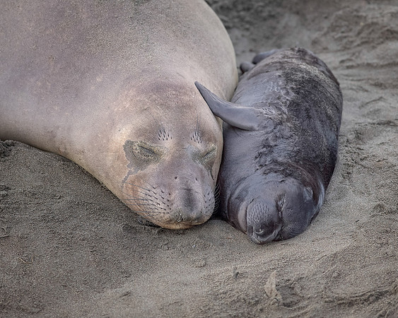 A Mothers Love