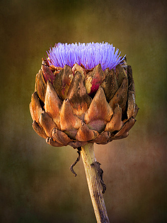The Artichoke