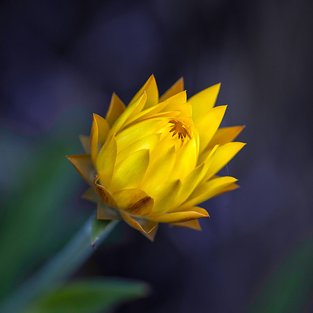 strawflower No. 7