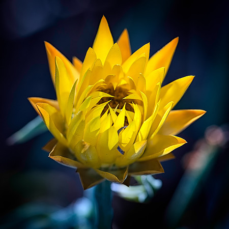 Strawflower No. 10