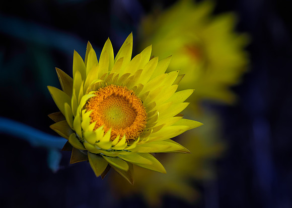 Strawflower No. 9