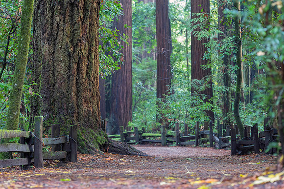 The Path.