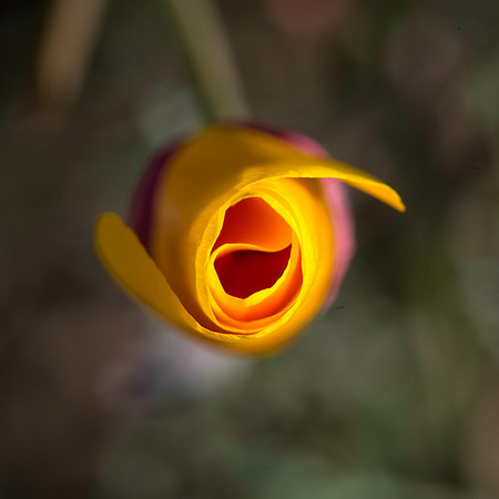 Golden Poppy