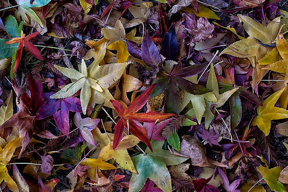 Fall Leaves