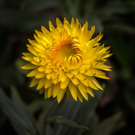 Strawflower No. 14