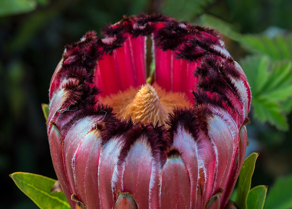 Natures Candy.