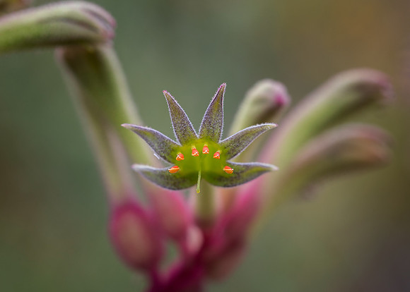 Kangaroo Paw 2