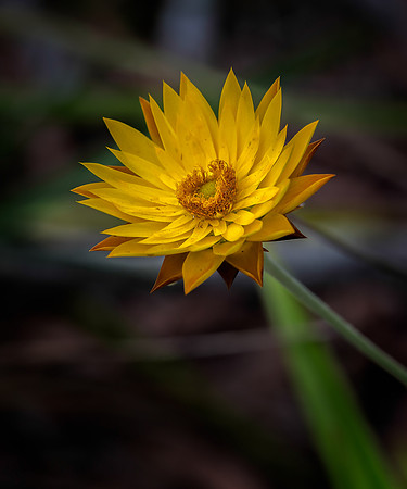 Strawflower No. 17