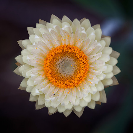 Strawflower No. 13