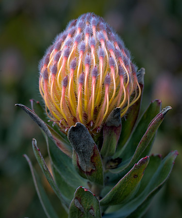 Pincushion Protea II