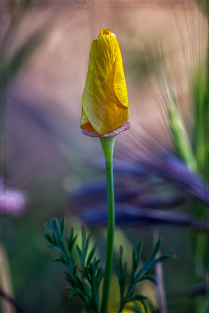 Standing Tall.