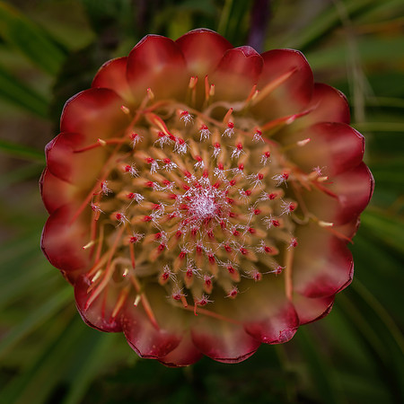 Protea Awesome.