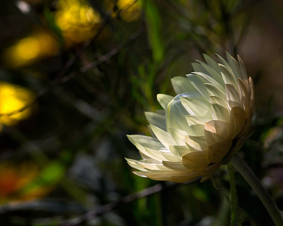 Strawflower No. 8