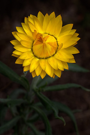 Strawflower No. 12