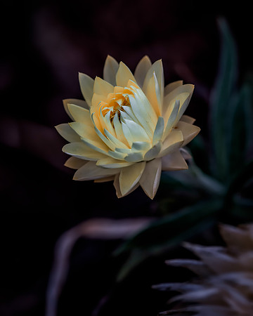 Strawflower No. 15