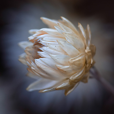 Strawflower No. 11